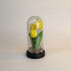 eRamis yellow preserved tulips under glass dome with fairy lights and dried petals