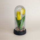 eRamis yellow tulips preserved under glass dome with fairy lights and dried potpourri base.
