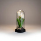 eRamisHere preserved white tulips under glass dome with fairy lights, a unique decorative piece.